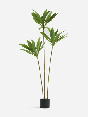 Jet Home Dracaena Tall Tree