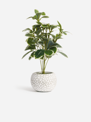Jet Home Bow Ficus Plant